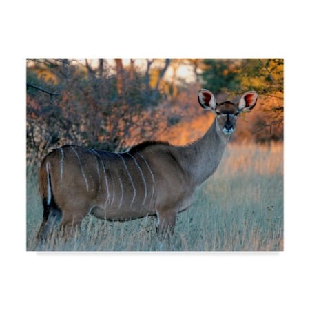J.D. Mcfarlan 'Kudu Centered' Canvas Art,18x24